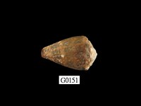 藏品(斑芋螺)的圖片